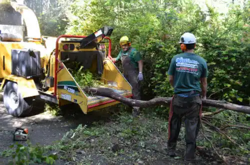 tree services Tillmans Corner